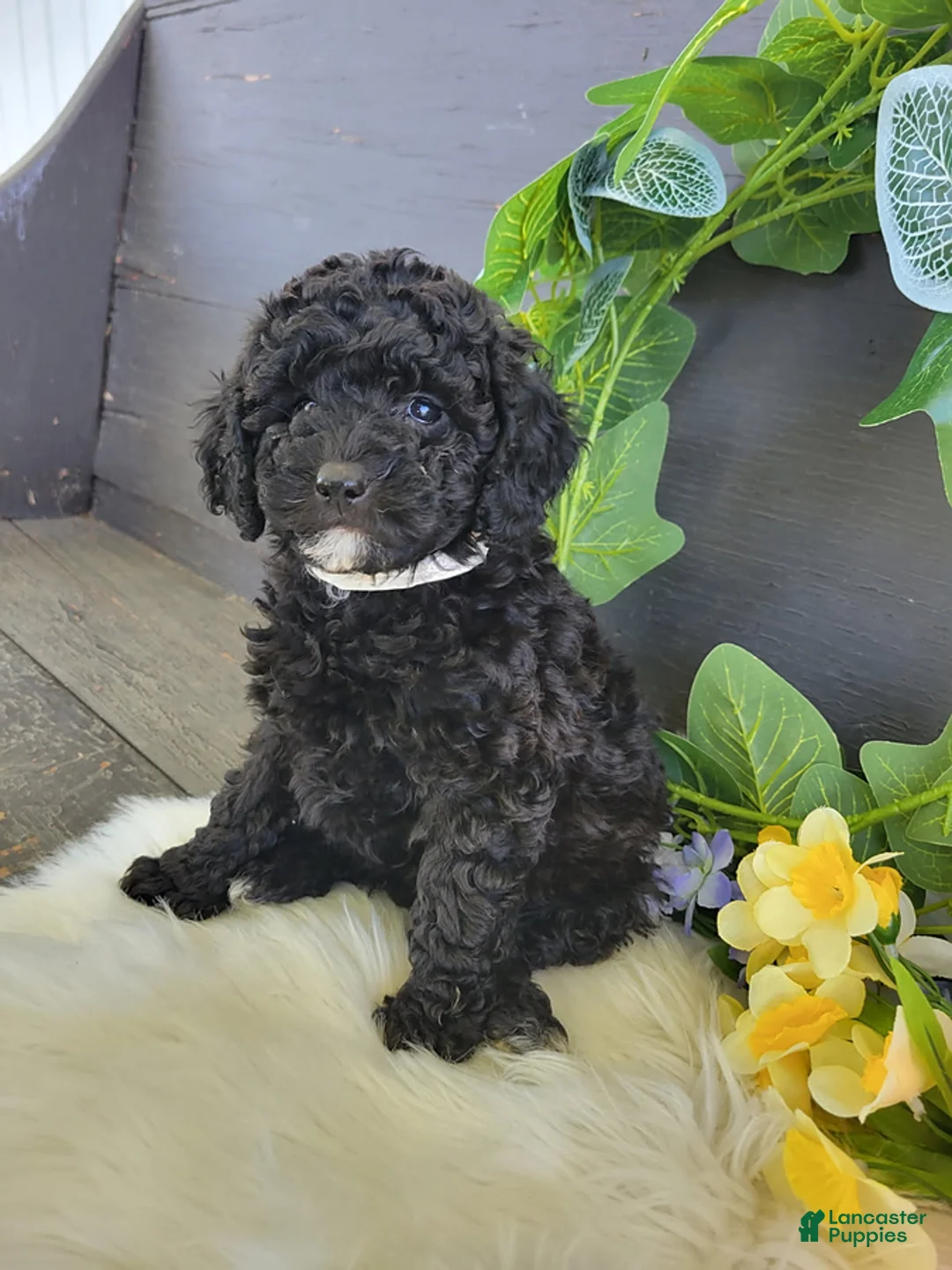 Bichpoo dogs for sale: Miss Ellen - Ad 4