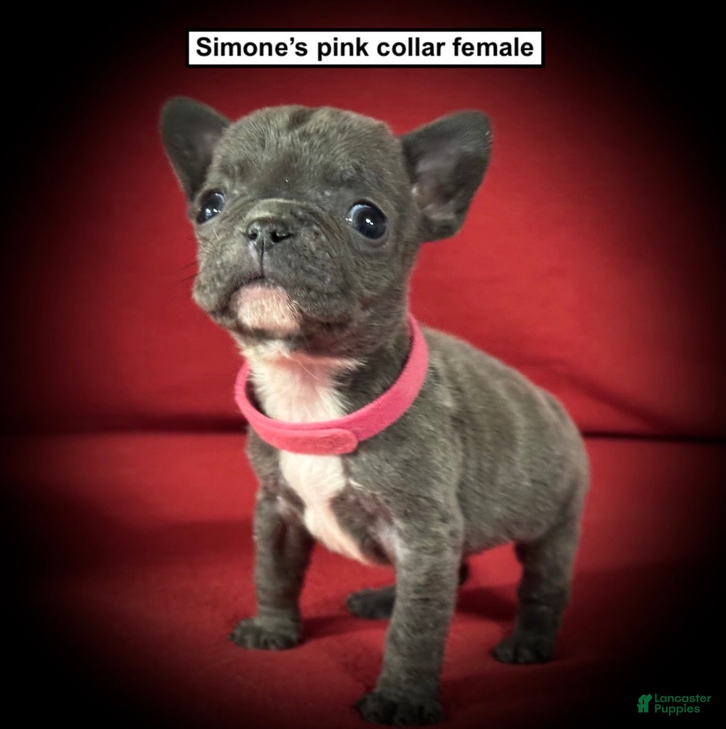 French Bulldog dogs AKC Simone's Pink Collar Female - Ad 39