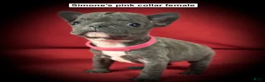 AKC Simone's Pink Collar Female