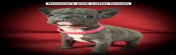 French Bulldog dogs for sale: AKC Simone's Pink Collar Female - Ad 1