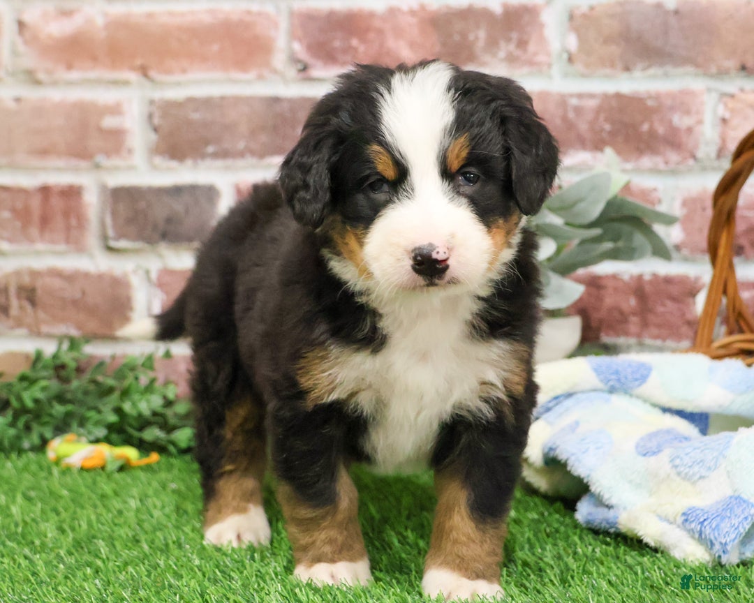 Bernese Mountain Dog dogs for sale: Nutcracker  - Ad 3