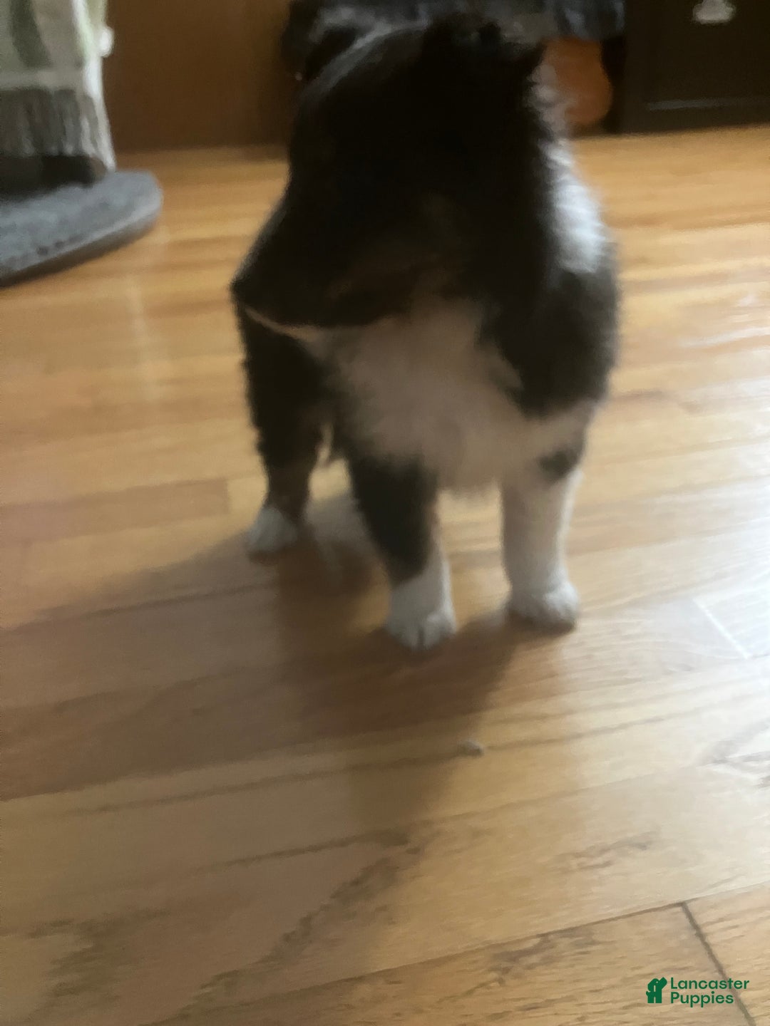 Shetland Sheepdog dogs for sale: Delila - Ad 4