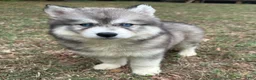 Siberian Husky dogs for sale: Cherry - Ad 5