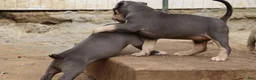 American Bully dogs for sale: Mr. Vegas - Ad 22