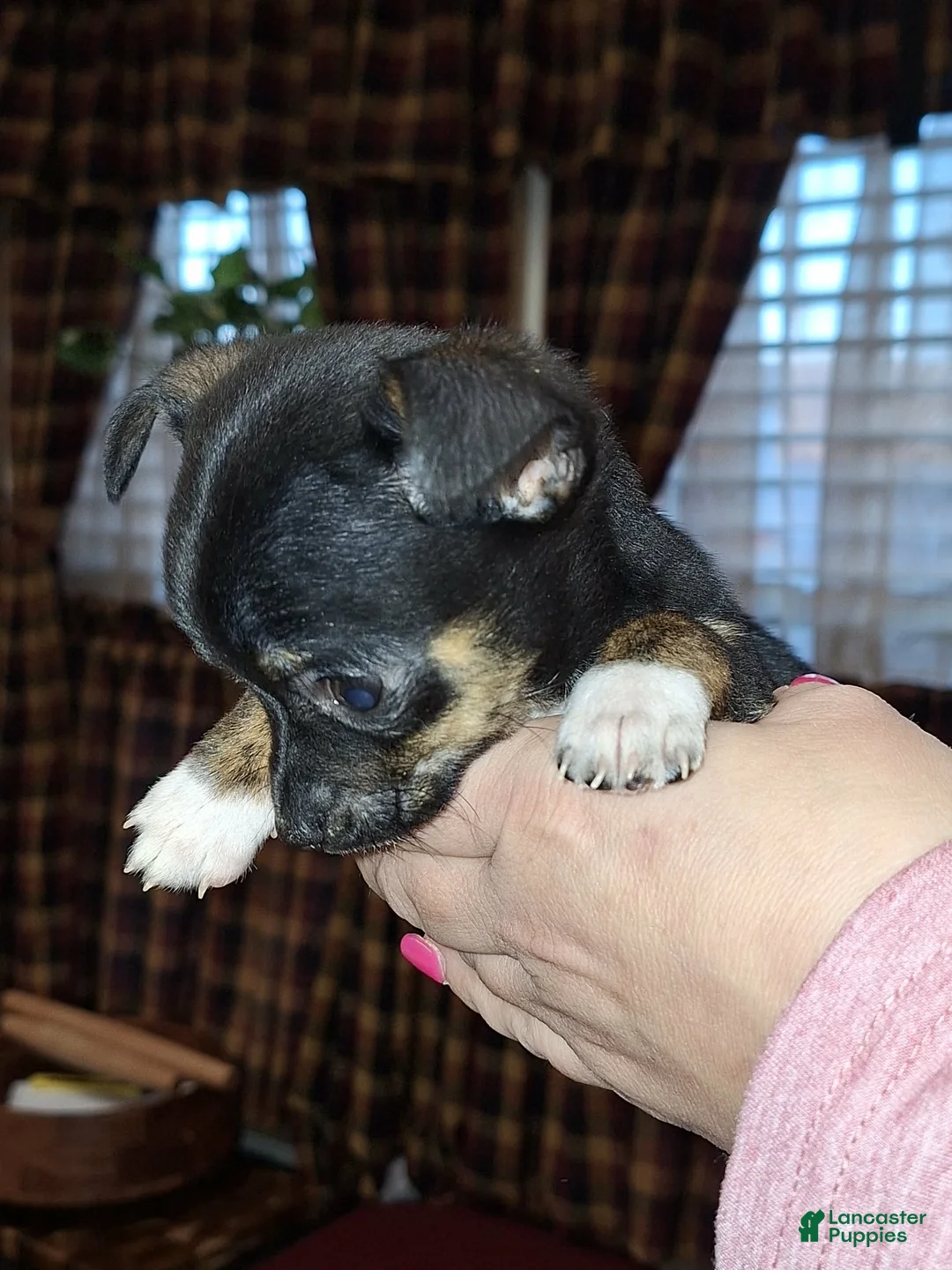 Chihuahua dogs for sale: Tigger t-cup  - Ad 2