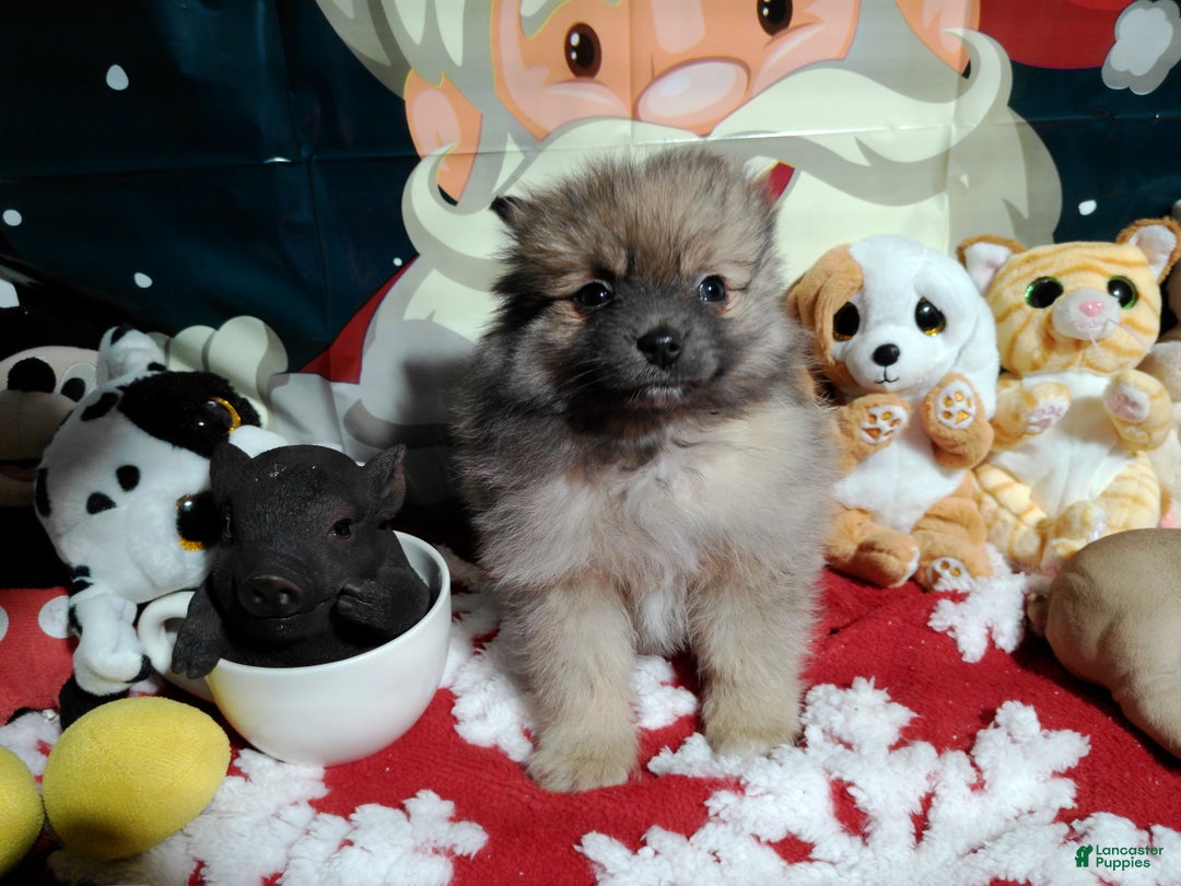 Pomeranian dogs for sale: Pomeranian Puppy 2 - Ad 4