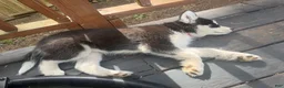 Siberian Husky dogs for sale: Princess - Ad 8