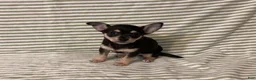 Chihuahua dogs for sale: Owen - Ad 5