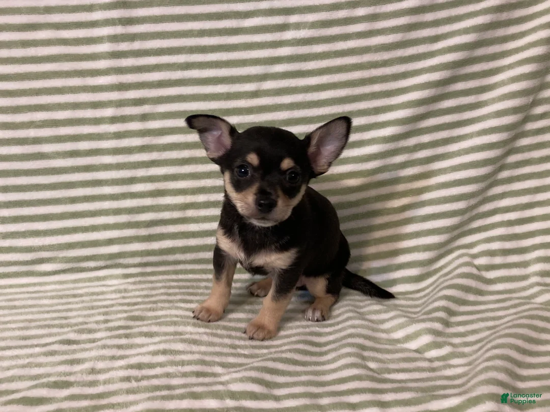 Chihuahua dogs for sale: Owen - Ad 5