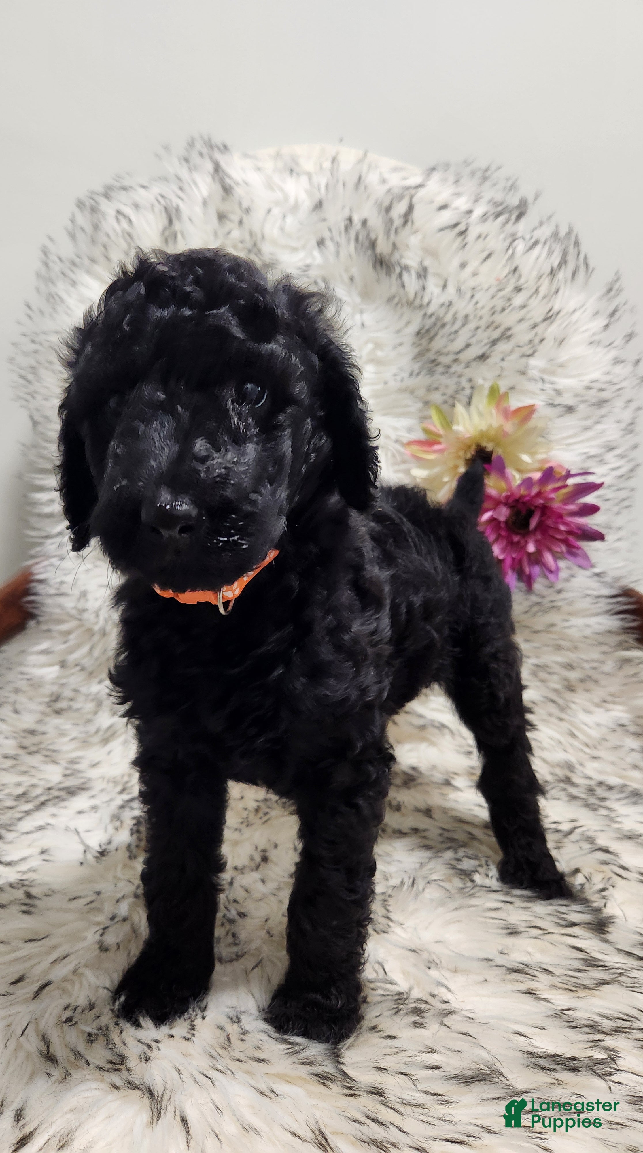 Standard Poodle dogs Aza - Ad 4