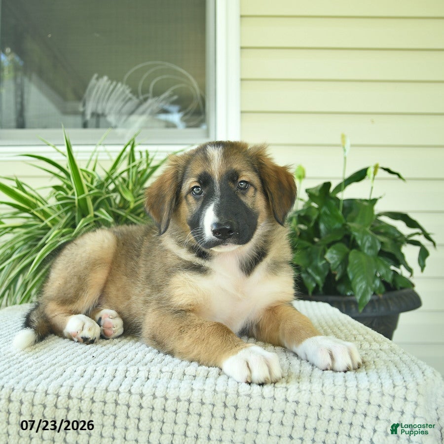 Mixed Breed dogs Rory  - Ad 2