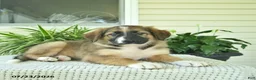 Mixed Breed dogs for sale: Rory  - Ad 2