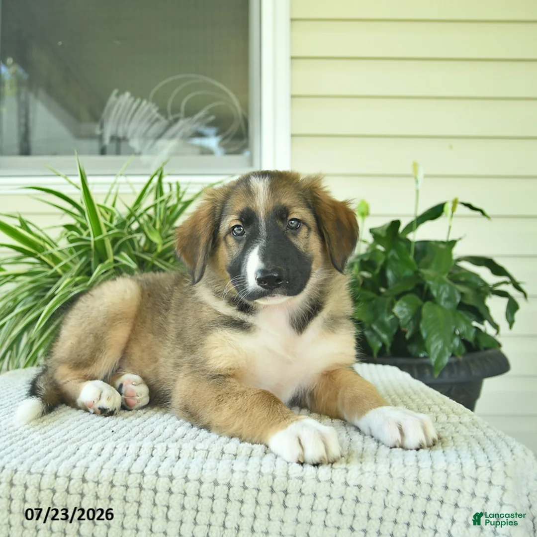 Mixed Breed dogs for sale: Rory  - Ad 2