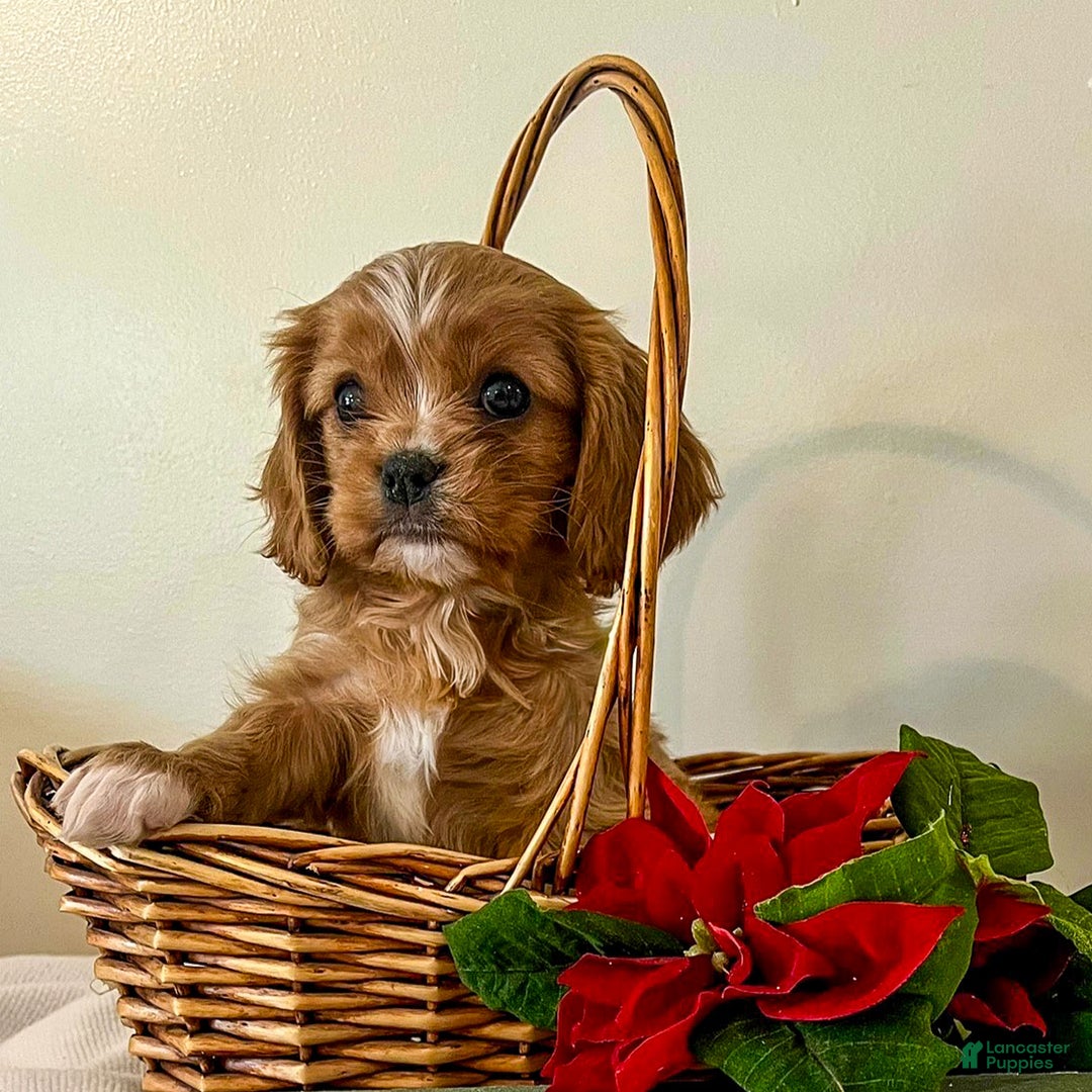 Cavalier King Charles Spaniel dogs for sale: Graham - Ad 1