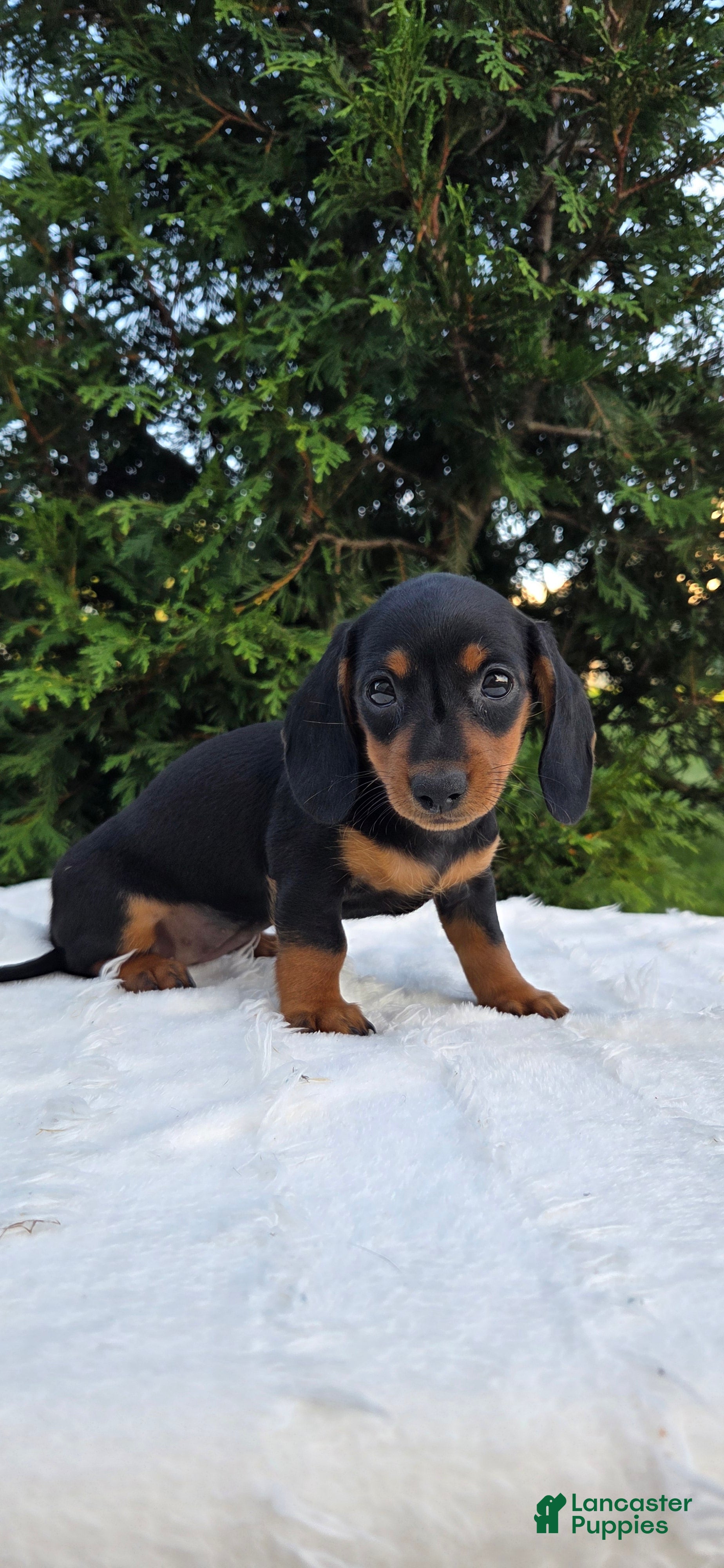 Miniature Dachshund dogs Dolly  - Ad 1