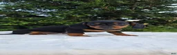 Miniature Dachshund dogs for sale: Dolly  - Ad 1