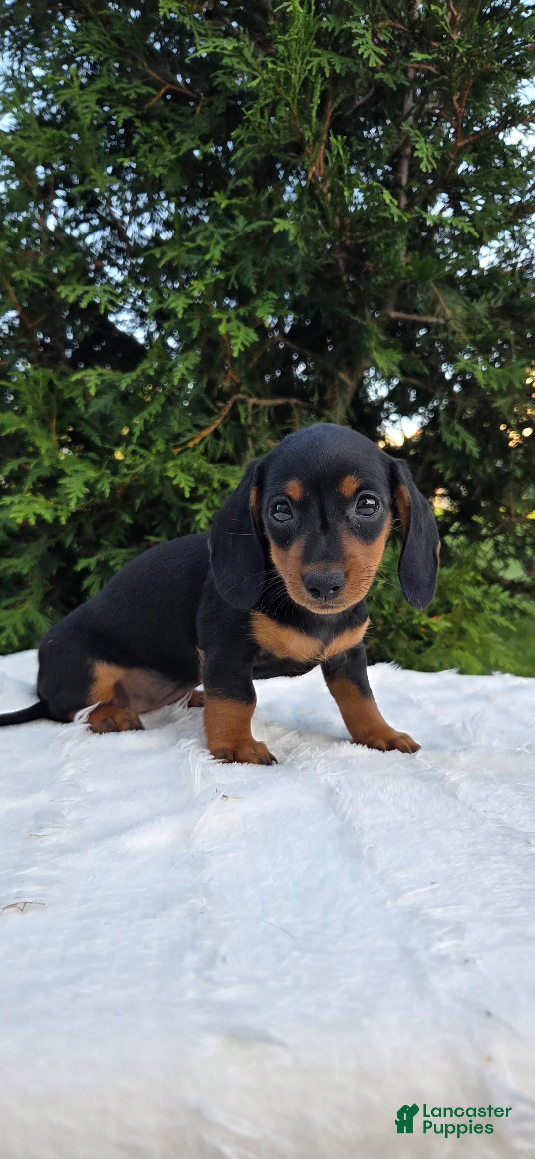 Miniature Dachshund dogs for sale: Dolly  - Ad 1