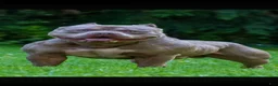 American Bully dogs for sale: American Bully 1 - Ad 3