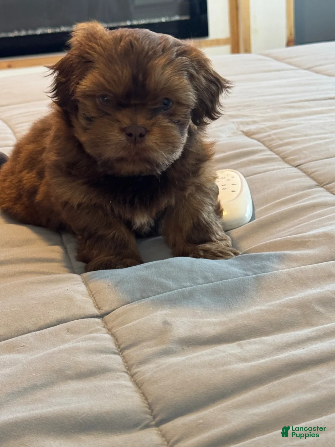 Teddy Bear dogs for sale: Teddy Bear Puppy 1 - Ad 2