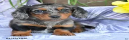 Miniature Dachshund dogs for sale: Duchess - Ad 3