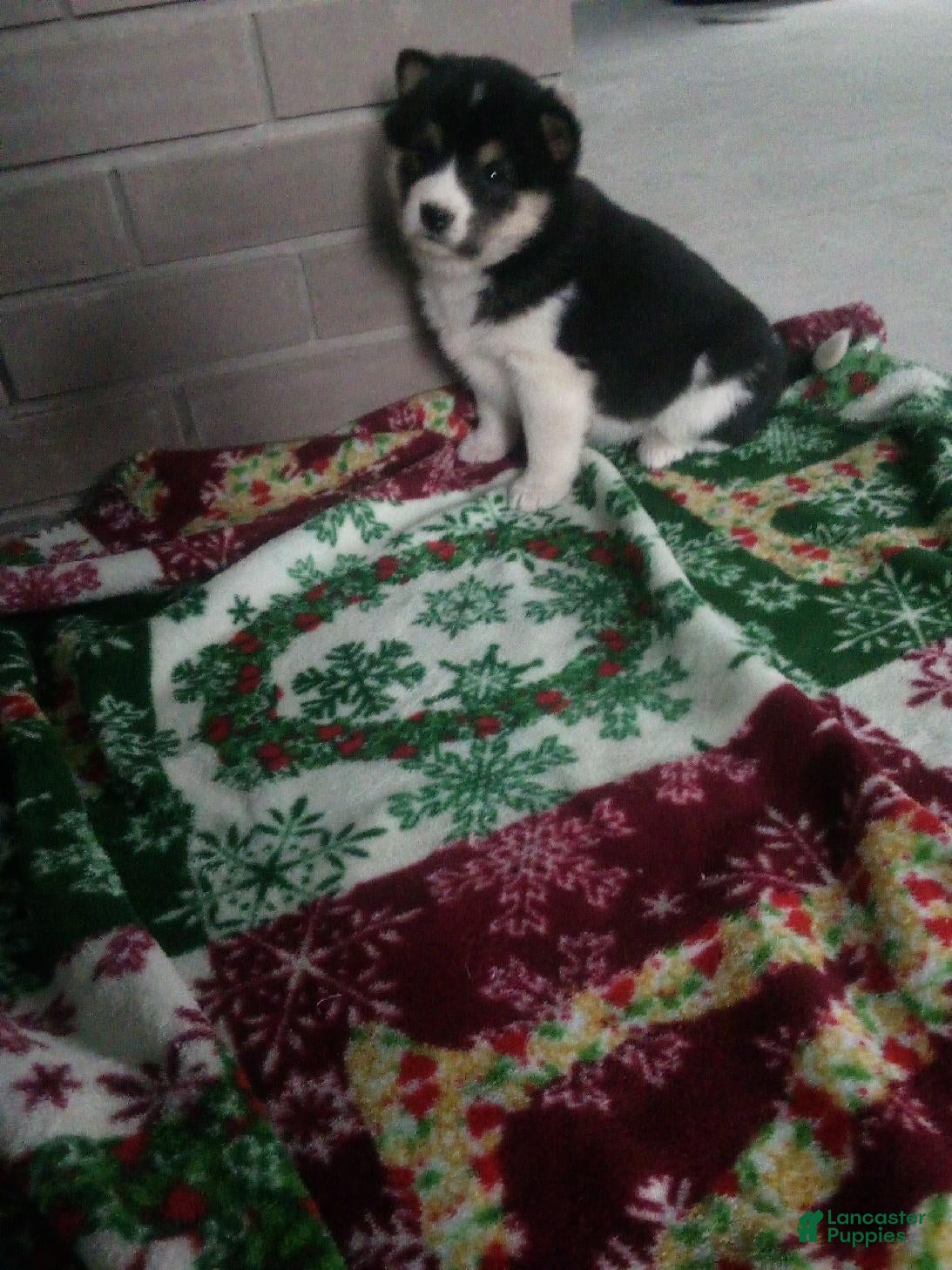 Shiba Inu dogs Renee - Ad 41