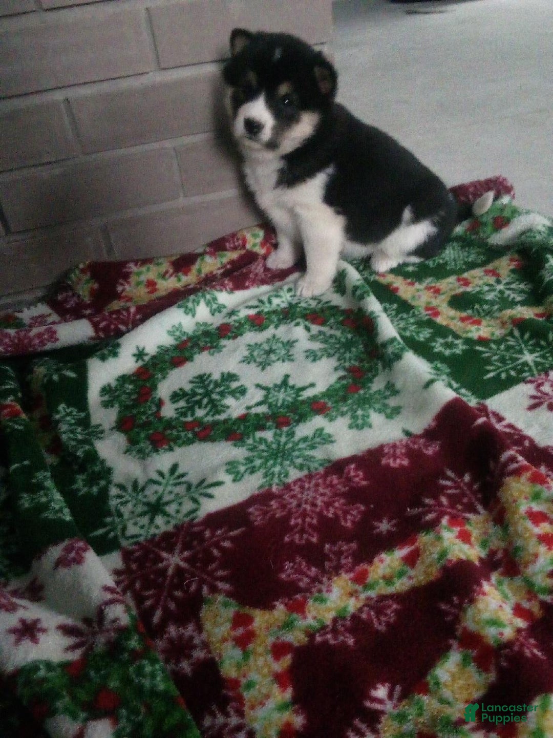 Shiba Inu dogs for sale: Renee - Ad 1