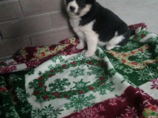 Shiba Inu dogs Renee - Ad 27