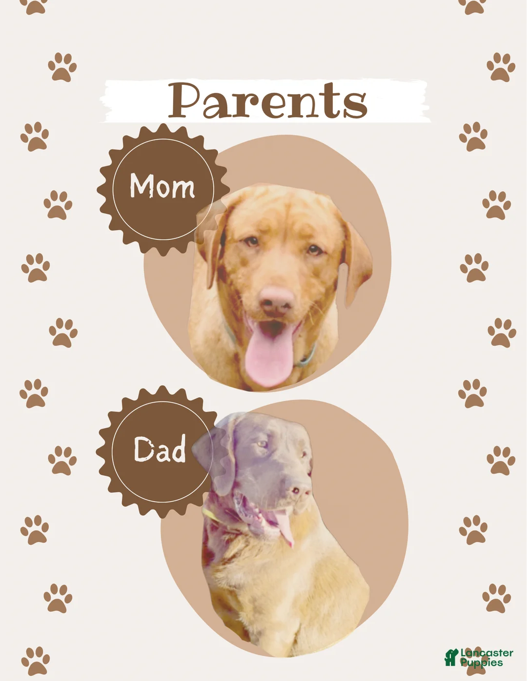 Labrador Retriever dogs for sale: Green Collar - Ad 10