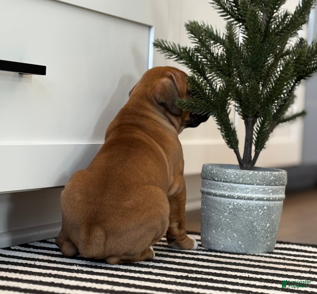 Boxer dogs for sale: Ginger - Ad 6