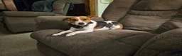Mixed Breed dogs for sale: Chip - Ad 4