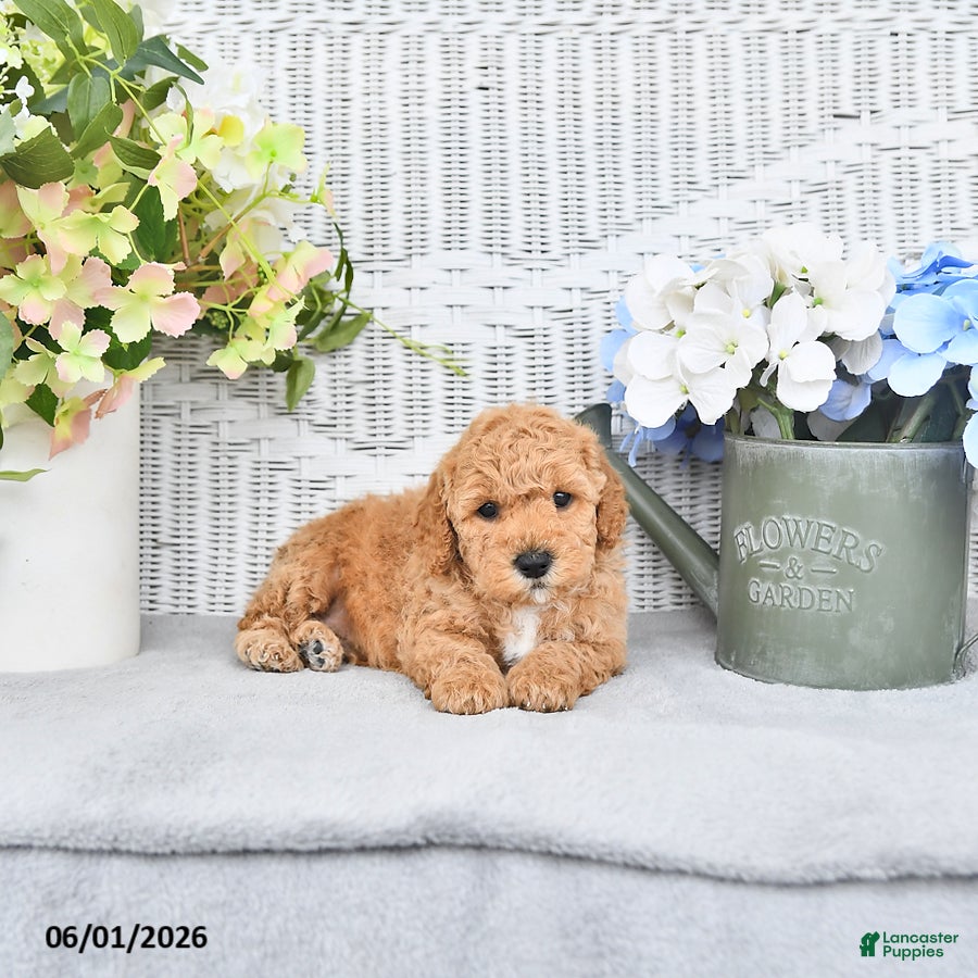 Mini Aussiedoodle dogs for sale: Teddy - Ad 1