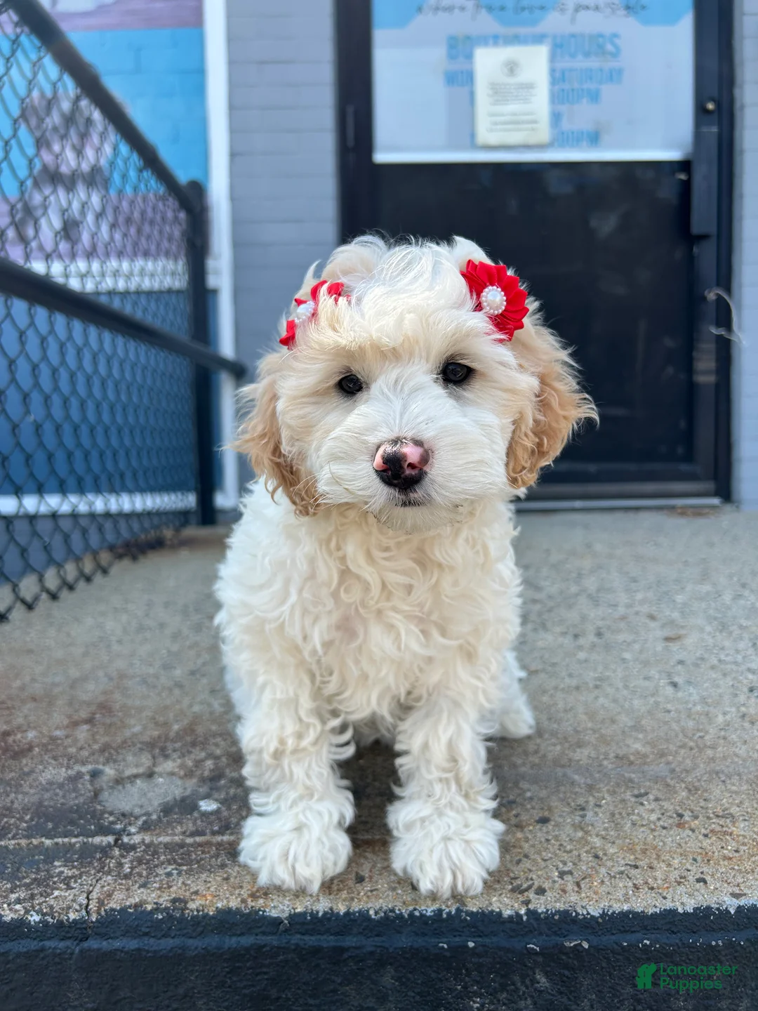 Mini Goldendoodle dogs for sale: Mini Goldendoodle 2 - Ad 2