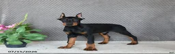 Doberman Pinscher dogs for sale: Duke - Ad 3