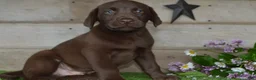 Labrador Retriever dogs for sale: Wingman - Ad 3
