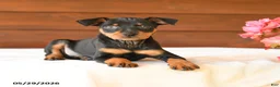 Miniature Pinscher dogs for sale: Casper - Ad 4