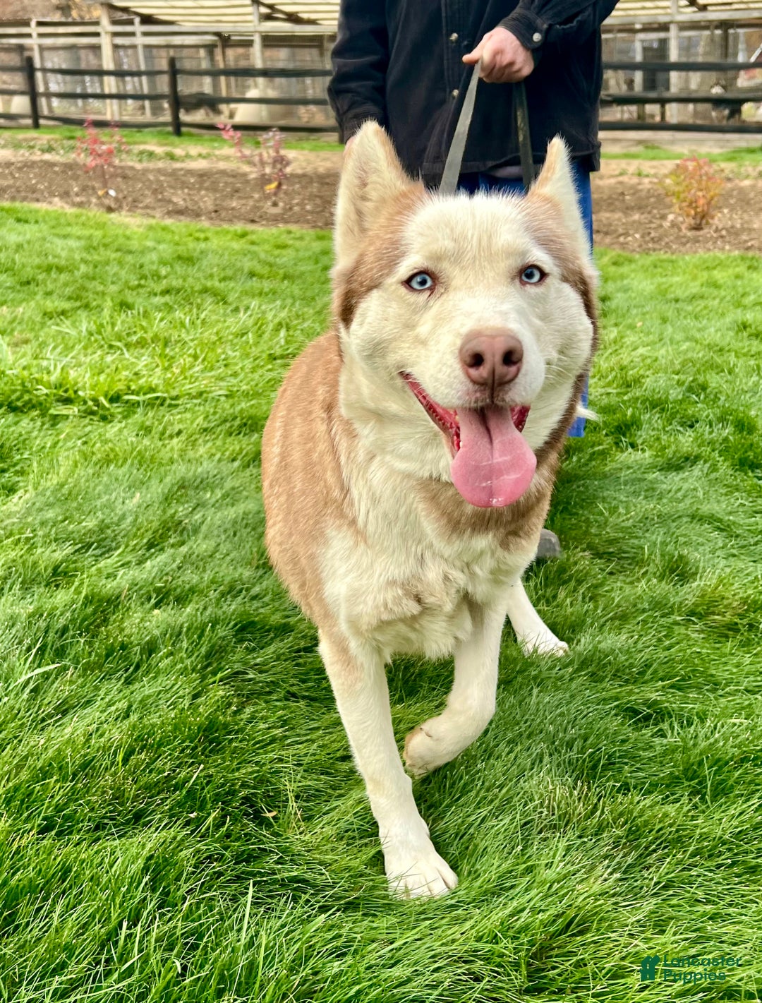 Siberian Husky dogs for sale: Rose - Ad 5