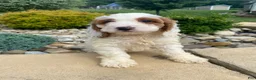 Cockapoo dogs for sale: Chase - Ad 9