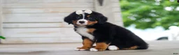 Bernese Mountain Dog dogs for sale: Bailey - Ad 3