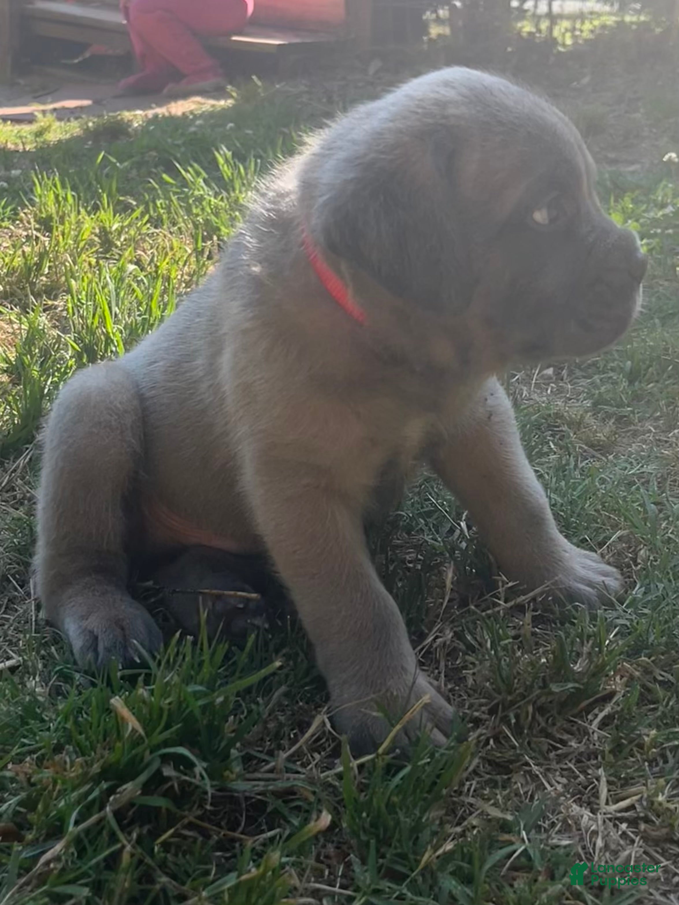Cane Corso dogs for sale: Red collar - Ad 3
