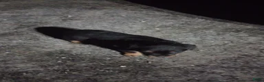 Rottweiler 5