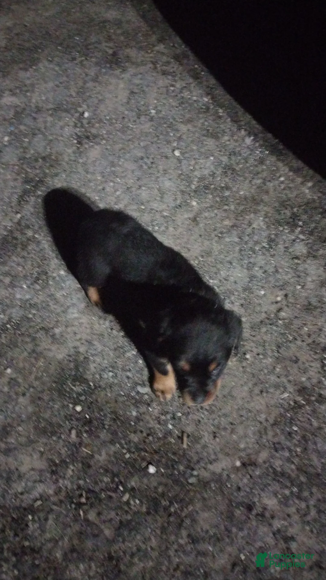 Rottweiler dogs for sale: Rottweiler 5 - Ad 1