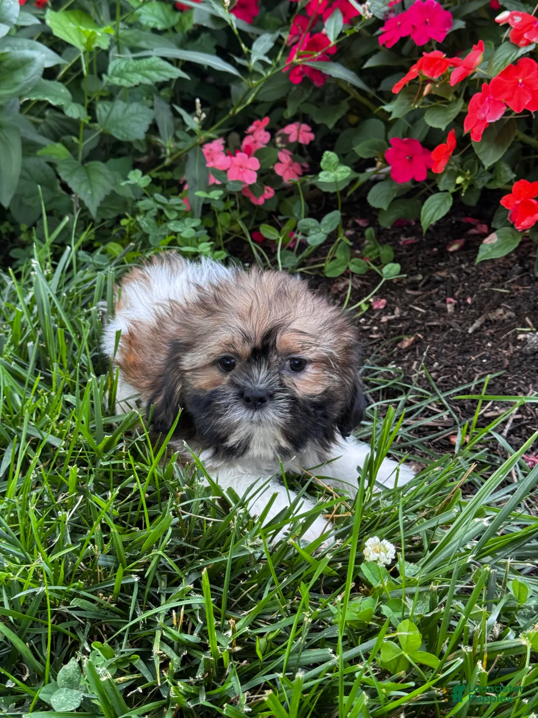 Shih Tzu dogs for sale: Sheldon - Ad 2