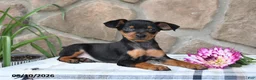 Miniature Pinscher dogs for sale: Bruce - Ad 3