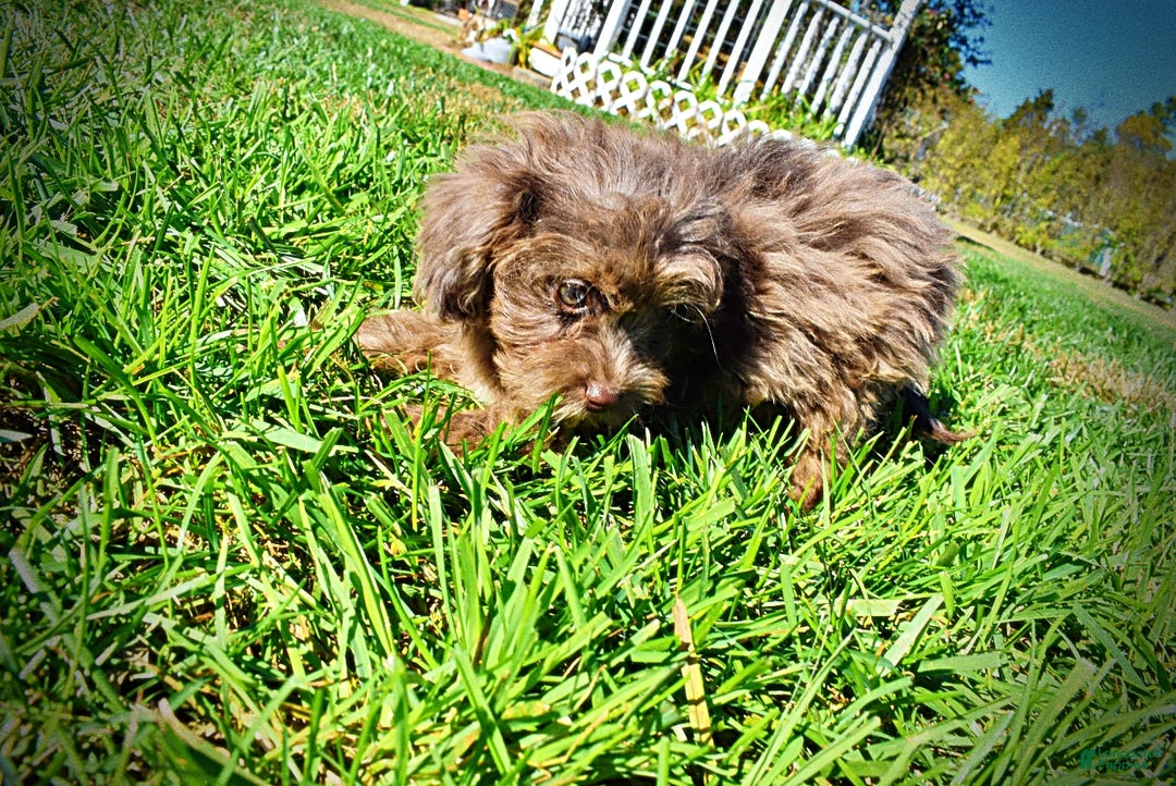 Havapoo dogs for sale: Gracie - Black Friday Sale - Ad 7