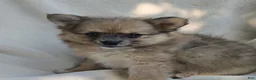 Pomchi dogs for sale: Snickers - Ad 3