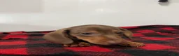 Miniature Dachshund dogs for sale: Gunther  - Ad 4