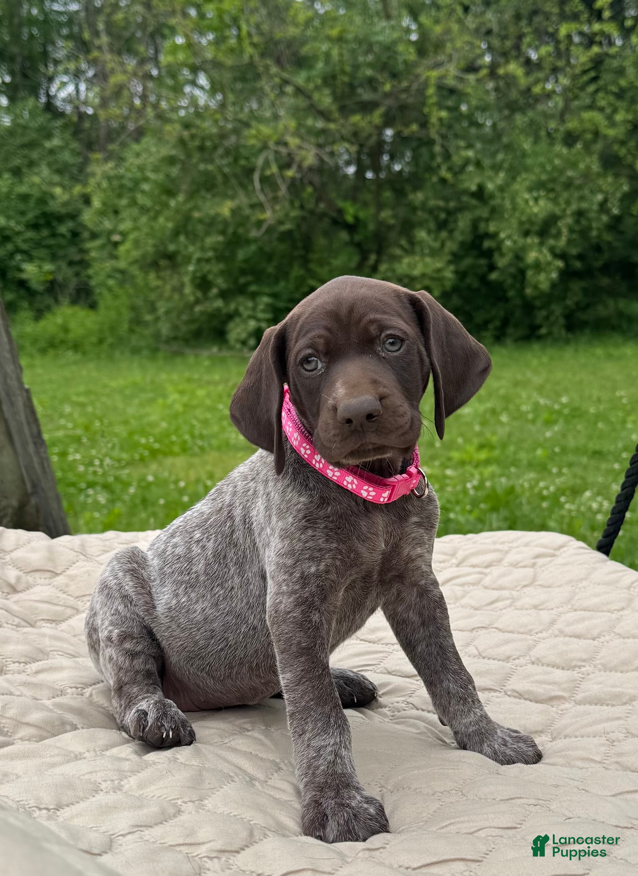 German Shorthaired Pointer dogs German Shorthaired Pointer Puppy 4 - Ad 1