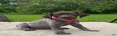 German Shorthaired Pointer Puppy 4
