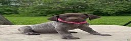 German Shorthaired Pointer dogs for sale: German Shorthaired Pointer Puppy 4 - Ad 1