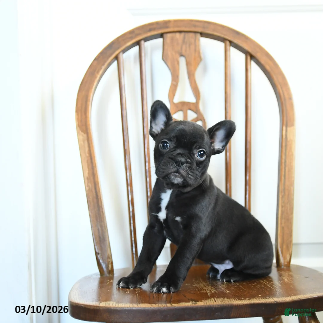 Frenchton dogs for sale: Rogue - Ad 3